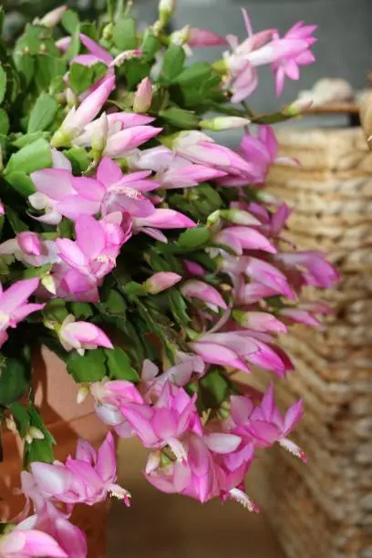 Flowers and buds of Schlumbergera truncata, Germany