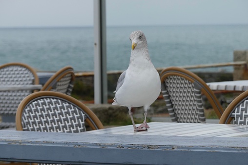 Seagull standing on a table is waiting for something to eat