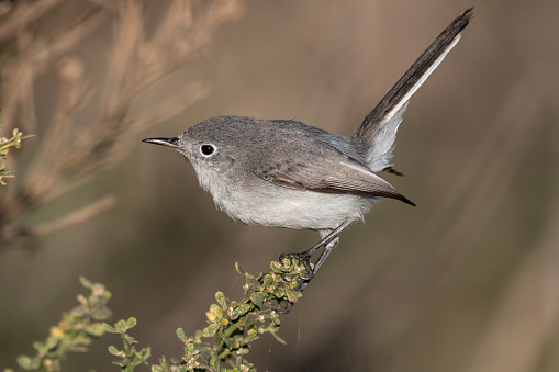 Adorable small Bluegray gnatcatcher bird clings to vegetation perch with beak pointing to the left.