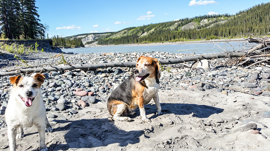 A Beagle and a Jack Russel enjoy their time down by the Copper River, in Interior Alaska