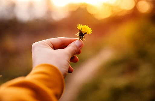 Close up photo of woman hand holding yellow dandelion flower in field outdoors at sunset. Love to nature concept. Selective focus, copy space.