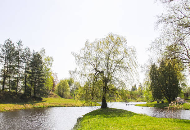 istock Spring landscape with green meadow and trees 1286927020