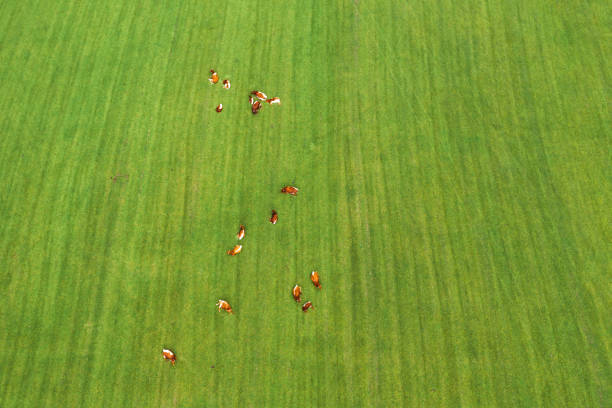 istock Herd of cows on the pasture 1286929234