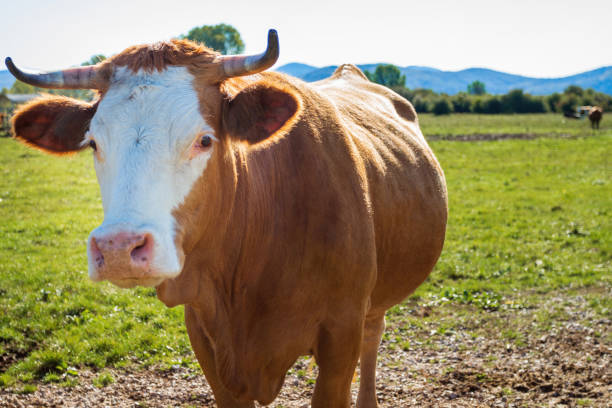 istock Herd of cows on the pasture 1286929311