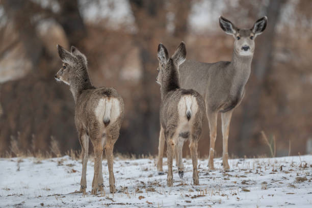 istock Deer herd alerted in peaceful resting area 1286931114