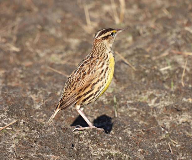 istock Eastern Meadowlark (Sturnella magna) standing on farmland in Florida 1286931116