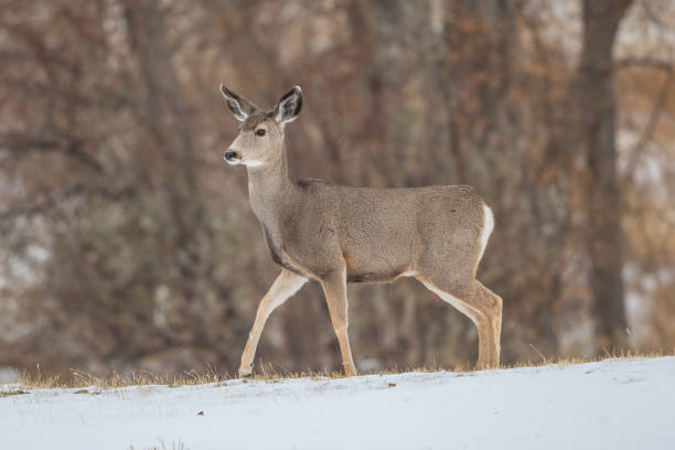 istock Deer doe alerted in peaceful resting area in snow 1286931168