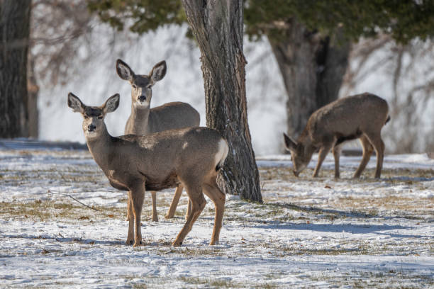 istock Deer herd alerted in peaceful resting area 1286931228