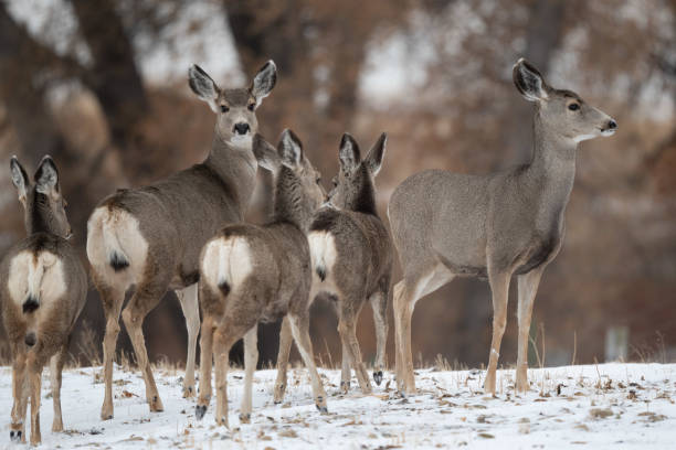 istock Deer herd alerted in peaceful resting area 1286931297