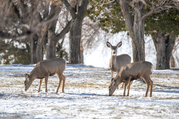 istock Deer herd alerted in peaceful resting area 1286931663