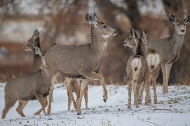 istock Deer herd alerted in peaceful resting area 1286931727