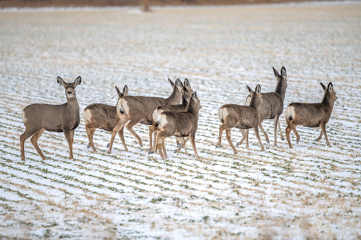 Deer walking but alert in snow