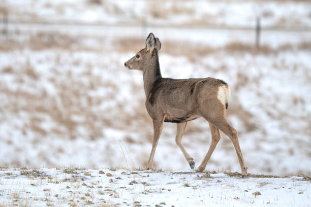 istock Deer doe alerted in peaceful resting area in snow 1286931792