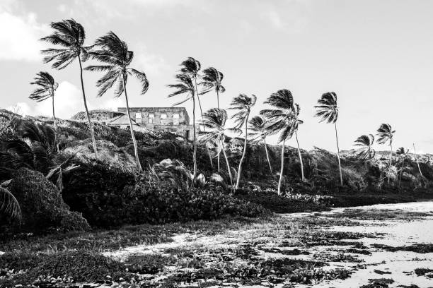 Coconut trees at the seaside near Mirissa in Sri Lanka.