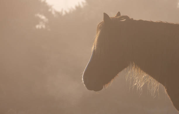 istock New Forest Pony Series - Out Of The Mist 1286935233