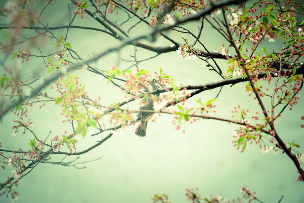 Photo of cherry blossoms and bulbuls