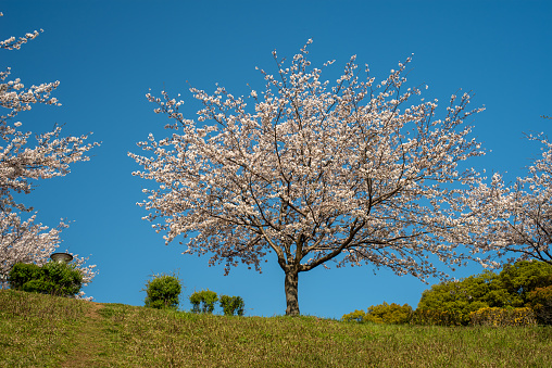 Lakeside cherry blossoms