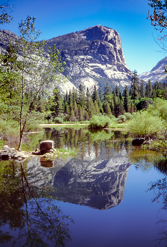 The profile of the vertiginous vertical wall of Mount El Capitan is reflected in a placid pond among the fir trees in the valley floor.
