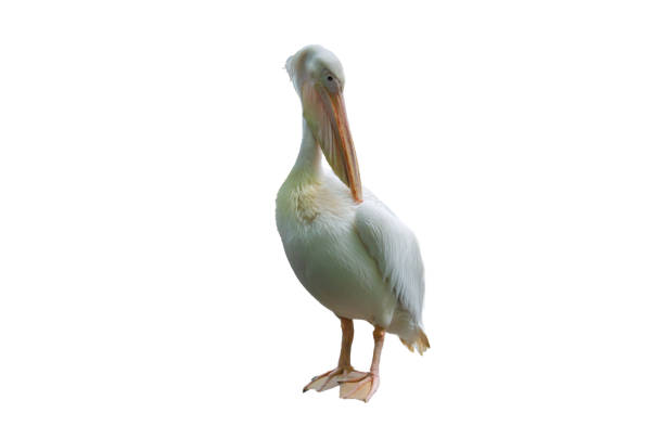istock bird pink backed pelican on a white background 1286941060