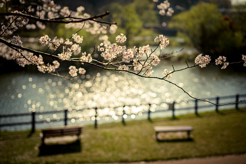 Lakeside cherry blossoms