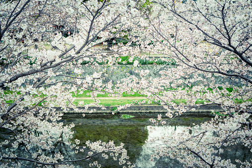 Cherry blossom in South Korea
