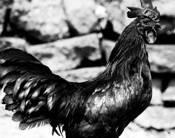 istock Black Rooster Photography - Chicken 1286943655