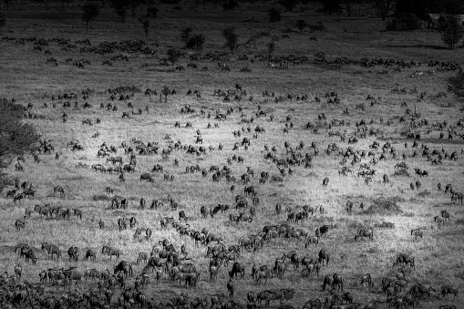 black and white aerial image of large herd of Gnu and Zebra on the Serengeti