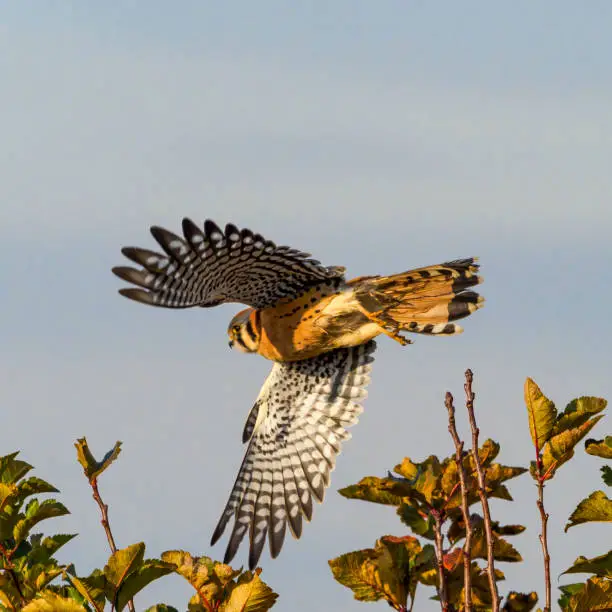 Photo of American kestrel Falcon Flying Treetop Oregon Pacific Northwest