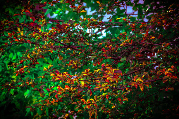 October Trees