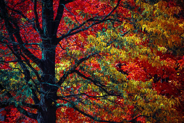 October Trees