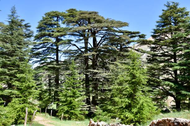 istock Mature Cedars and Pines in Bright Sunlight 1286949111