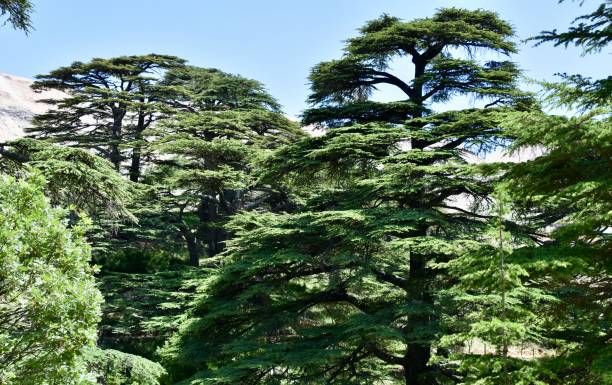 istock Two Prominent Cedars at Cedars of God 1286950710