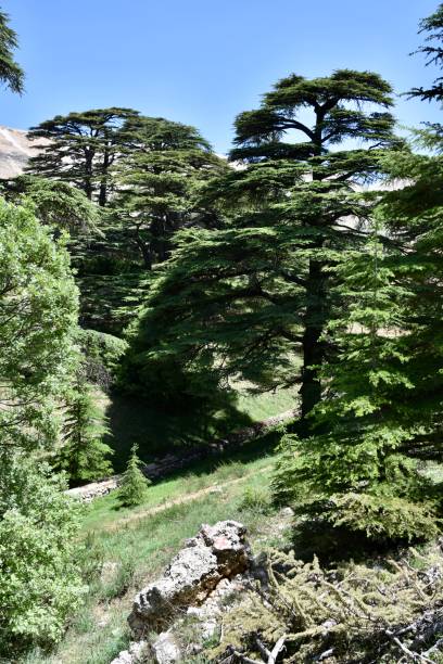 istock Portrait of Two Large Cedars 1286950727