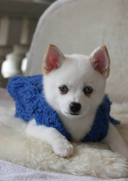 istock Pomsky puppy portrait Malibu Ca 1286951883