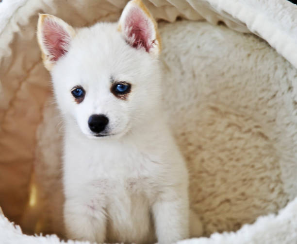 istock Pomsky puppy portrait Malibu Ca 1286951893
