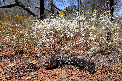 Shingle-back Lizard amongst wild flowers