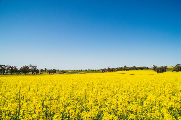 istock Vibrant yellow canola field 1286956026