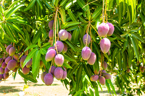 Bunch of exotic mango fruit on the tree