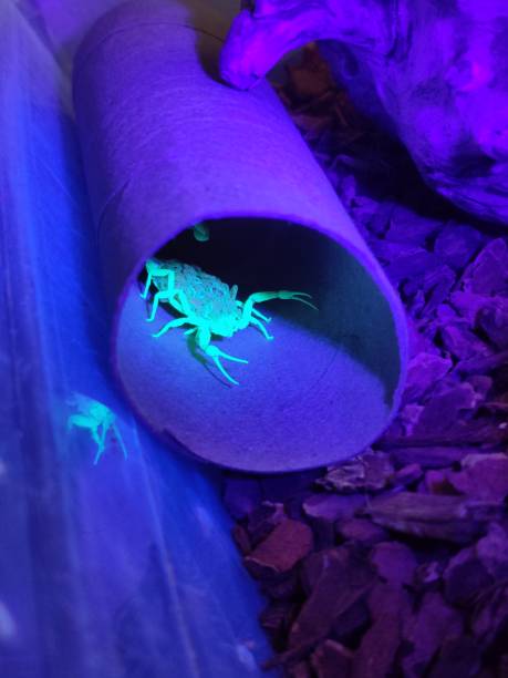 istock Centruroides Sculpturatus Momma and her brood 1286957591