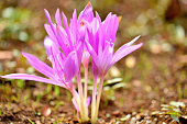 colchicum-autumnale-wiesensafran-herbstk