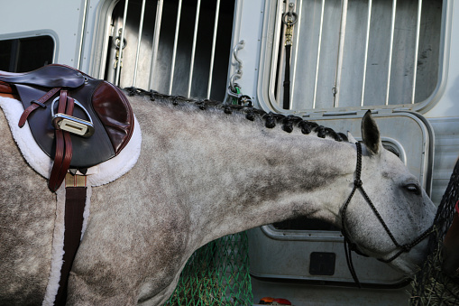 Button braids in the mane of a saddled English grey horse waiting at the trailer eating hay.