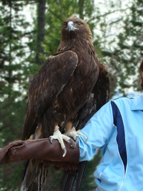 istock a hand-held Golden eagle sits on a person's arm 1286966297