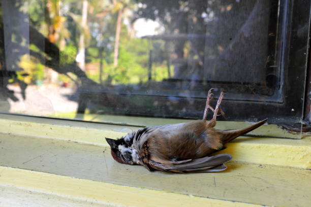 toter vogel auf einem glasfenster. vogel trifft oder stürzt in haus oder gebäudeunfall. - dead centre stock-fotos und bilder
