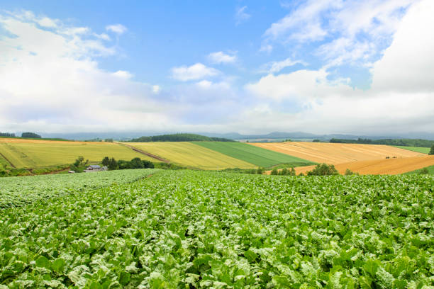 Green Patchwork of Farms in Biei, Asahikawa, Hokkaido, Japan. Biei town, Hokkaido, Japan,patchwork kamikawa district ishikari stock pictures, royalty-free photos & images