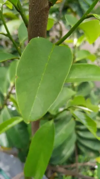 Tree of Soursop fruit