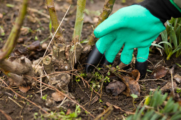 istock Garden gloves with rakes 1286969201