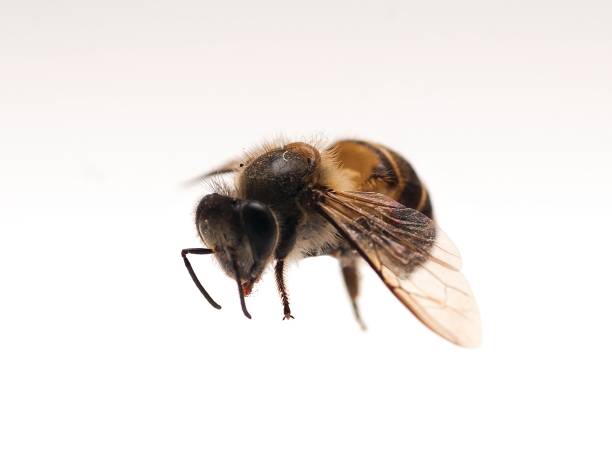 istock Close-up of honey bee 1286975481