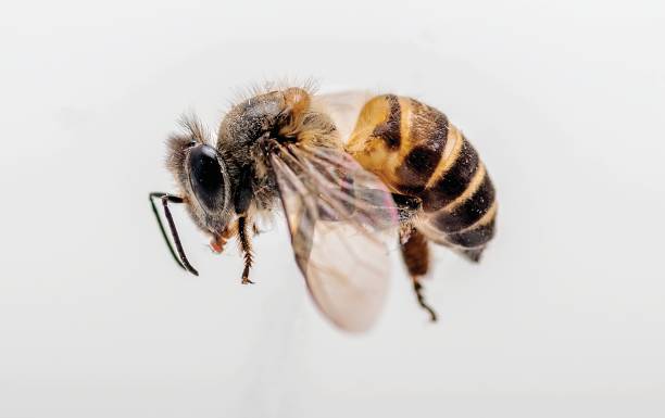 istock Close-up of honey bee 1286975484