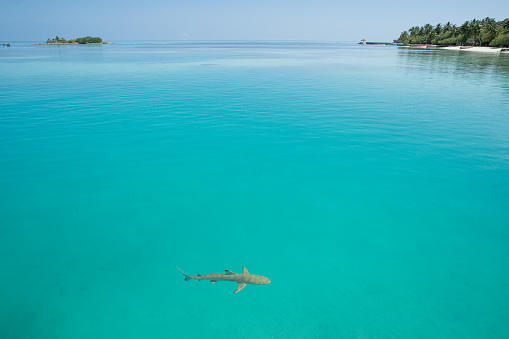 Reef shark swims through a tranquil, tropical lagoon