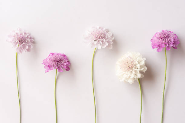 istock Group of white purple and pink scabiosa flowers 1286980128